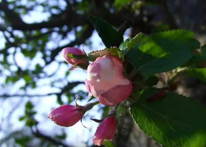 Maison Charmante A Avec Jardin Clos Et Acces Pmr * Ryes